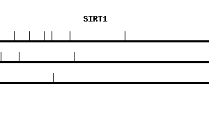 Human SIRT1 qPCR primer set (NM_012238)