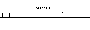 Human SLC12A7 qPCR primer set (NM_006598)