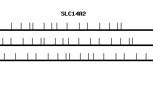 Human SLC14A2 qPCR primer set (NM_007163)