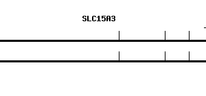 Human SLC15A3 qPCR primer set (NM_016582)