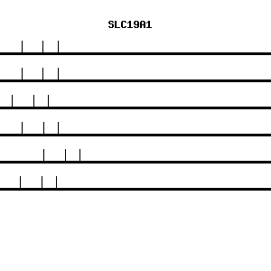 Human SLC19A1 qPCR primer set (NM_194255)