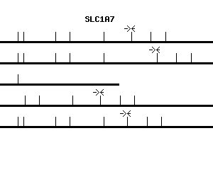Human SLC1A7 qPCR primer set (NM_006671)