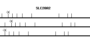 Human SLC20A2 qPCR primer set (NM_006749)