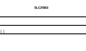 Human SLC25A3 qPCR primer set (NM_002635)