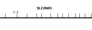 Human SLC26A3 qPCR primer set (NM_000111)
