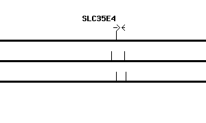 Human SLC35E4 qPCR primer set (NM_001001479)