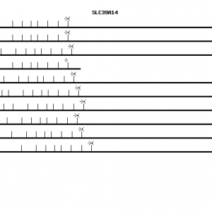 Human SLC39A14 qPCR primer set (NM_015359)