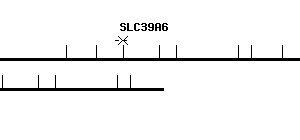 Human SLC39A6 qPCR primer set (NM_012319)