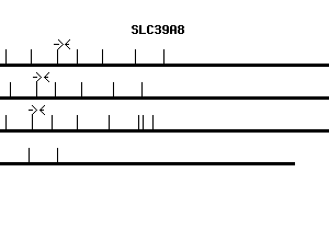 Human SLC39A8 qPCR primer set (NM_022154)