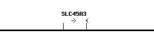 Human SLC45A3 qPCR primer set (NM_033102)