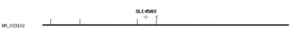 Human SLC45A3 qPCR primer set (NM_033102)