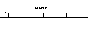 Human SLC5A5 qPCR primer set (NM_000453)