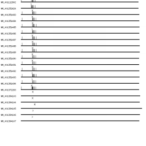 Human SLC8A1 qPCR primer set (NM_021097)