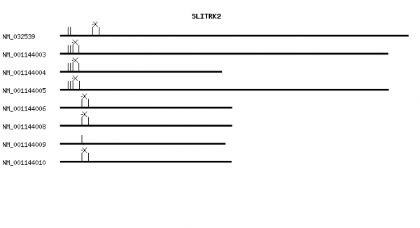 Human SLITRK2 qPCR primer set (NM_032539)