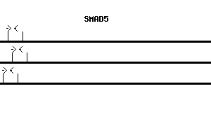 Human SMAD5 qPCR primer set (NM_005903)