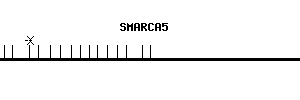 Human SMARCA5 qPCR primer set (NM_003601)