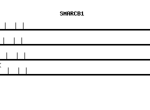 Human SMARCB1 qPCR primer set (NM_003073)