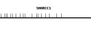 Human SMARCC1 qPCR primer set (NM_003074)