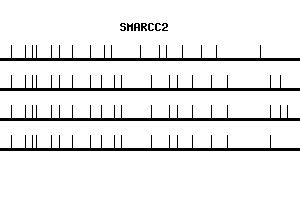Human SMARCC2 qPCR primer set (NM_003075)