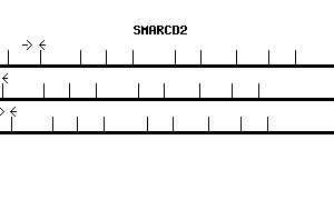 Human SMARCD2 qPCR primer set (NM_001098426)