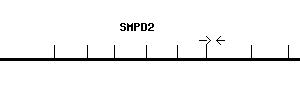 Human SMPD2 qPCR primer set (NM_003080)