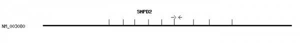 Human SMPD2 qPCR primer set (NM_003080)