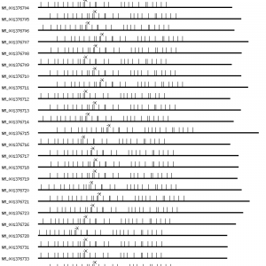 Human SNAP91 qPCR primer set (NM_014841)