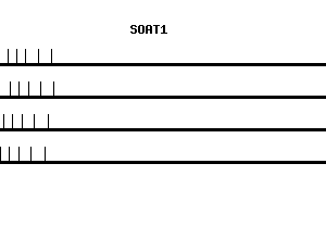 Human SOAT1 qPCR primer set (NM_003101)