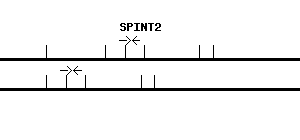 Human SPINT2 qPCR primer set (NM_021102)