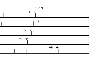 Human SPP1 qPCR primer set (NM_000582)