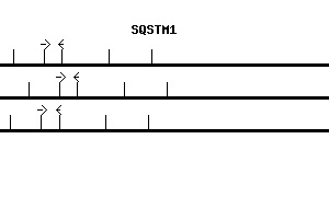 Human SQSTM1 qPCR primer set (NM_003900)