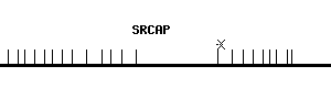 Human SRCAP qPCR primer set (NM_006662)