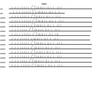 Human STAT1 qPCR primer set (NM_007315)
