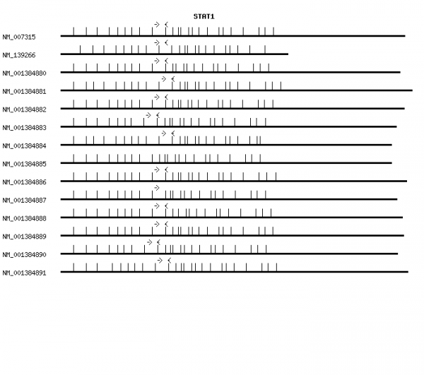 Human STAT1 qPCR primer set (NM_007315)