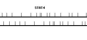 Human STAT4 qPCR primer set (NM_003151)
