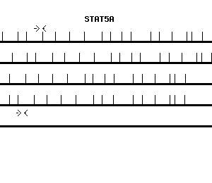Human STAT5A qPCR primer set (NM_003152)