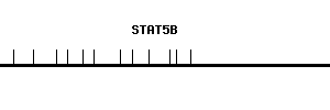 Human STAT5B qPCR primer set (NM_012448)