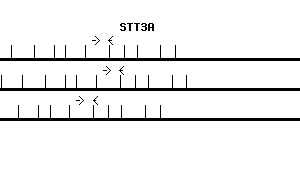 Human STT3A qPCR primer set (NM_152713)