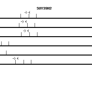 Human SUV39H2 qPCR primer set (NM_024670)