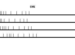 Human SYK qPCR primer set (NM_003177)