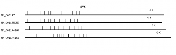 Human SYK qPCR primer set (NM_003177)