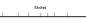 Mouse Slc2a1 qPCR primer set (NM_011400)