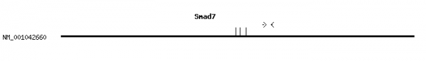 Mouse Smad7 qPCR primer set (NM_001042660)
