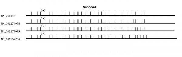 Mouse Smarca4 qPCR primer set (NM_011417)