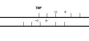 Human TBP qPCR primer set (NM_003194)