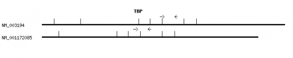 Human TBP qPCR primer set (NM_003194)