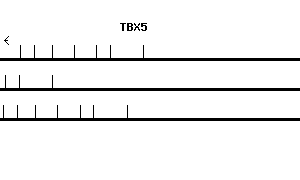 Human TBX5 qPCR primer set (NM_000192)