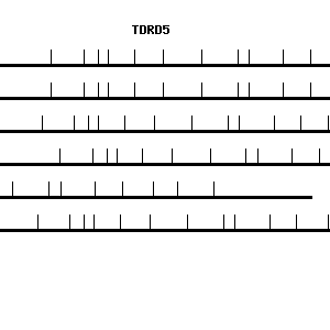 Human TDRD5 qPCR primer set (NM_173533)