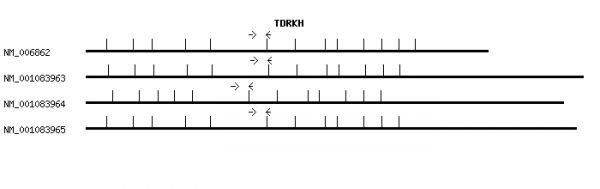 Human TDRKH qPCR primer set (NM_006862)