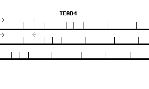 Human TEAD4 qPCR primer set (NM_003213)